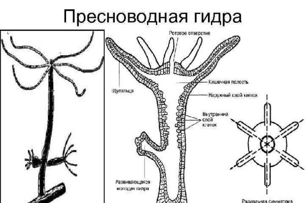 Как зайти в даркнет с тор браузера